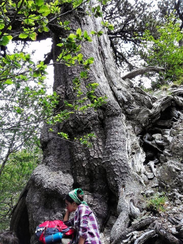 <p>Ecology dergisinde yayımlanan çalışmada, İtalya'nın Tuscia Üniversitesinden bilim insanlarının, milli parktaki eski bir koruda yaklaşık bin 230 yaşında bir ağaç bulduğu belirtildi. </p>

<p> </p>
