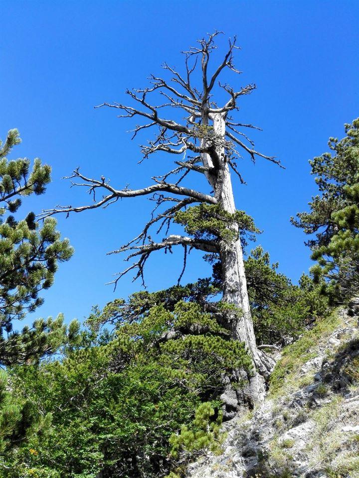 <p>Son üç yıldır çam üzerinde çalışan araştırmacılar, "Italus" adı verilen ağacın halkalarındaki eksik nedeniyle köklerinden radyokarbon tarihleme örnekleri aldı. </p>

<p> </p>
