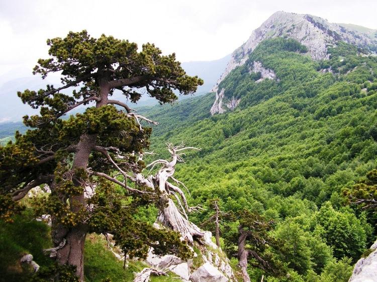 <p>Pollino Milli Parkı <br />
</p>