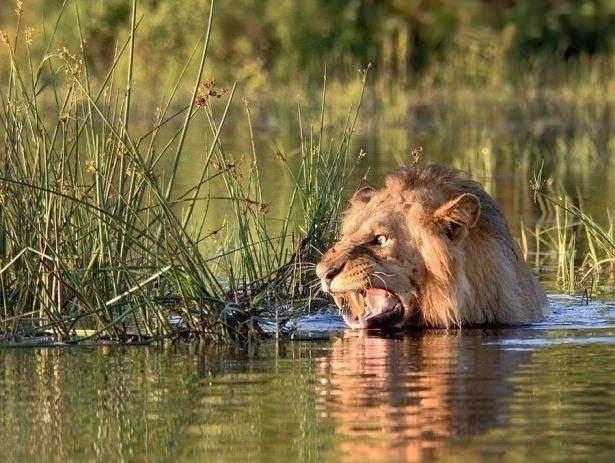 <p>Bunu fark eden aslan ise bir anda yerinde zıplayarak korkuyor ve nehri hemen terk ediyor.</p>

<p> </p>
