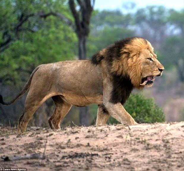 <p>İki erkek aslan tarafından kovalanan buffalo uzun uğraşlar verdi.</p>
<p> </p>