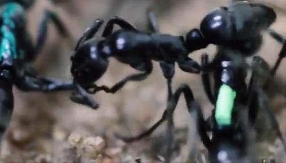 <p>Afrika'ya özgü Matabele karıncaları, zaman zaman termitler tarafından saldırıya uğrayarak zarar gören bir tür. Geçtiğimiz yıl yapılan araştırmalarda Matabele karıncalarının saldırıya uğradıktan sonra yaşadıkları yeri değiştirdikleri ortaya çıkmıştı.</p>

<p> </p>
