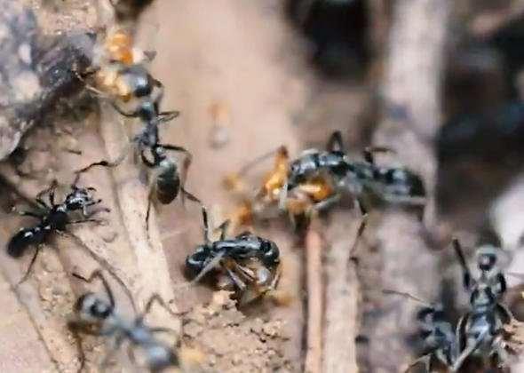 <p>Bu bile şaşırtıcı bir olayken yeni keşfedilen bir durum, karıncaların gerçekten gelişmiş canlılar olduğunu ortaya koydu.</p>

<p> </p>
