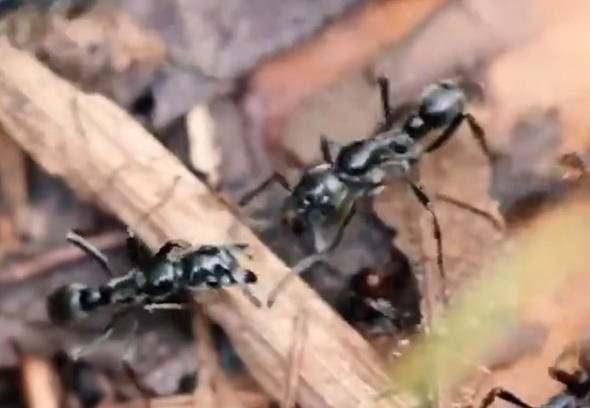 <p>Bu karıncaların ve termitlerin savaş yaptığı alanları inceleyen uzman Erik Frank, saldırı bittikten sonra karıncaların birbirlerini tedavi etmeye çalıştıklarını gözlemledi.</p>

<p> </p>
