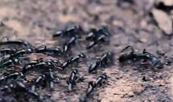 <p>Saldırı bittikten sonra yuvalarına geri dönen karıncalar, yaralanan karıncayı sistematik bir şekilde sırtüstü yatırıp, yaralanan bölgeyi 4 dakika boyunca yalayarak tedavi etmeye çalışıyor. Evet yalayarak ölüm riskini düşürüyor, birbirlerinin hayatını kurtarıyorlar!</p>

<p> </p>
