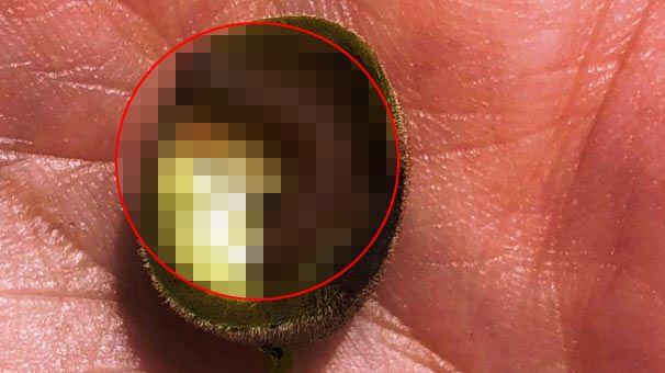 <p>Genellikle Asya ülkelerinde görülen "Erschoviella musculana" isimli ceviz zararlısı türü, Bartın'da yapılan çalışmalarda tespit edildi. Türkiye, Avrupa'da Ukrayna'dan sonra ikinci görüldüğü ülke.</p>