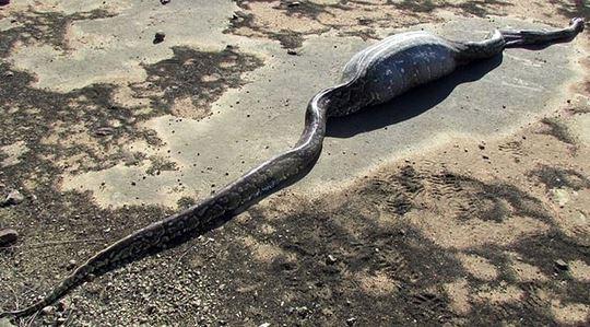 <p>Görüntüler Güney Afrika'da çekildi. Hareketsiz duran yılanın yanına yaklaşılınca öldüğü anlaşıldı. Kısa bir süre önce dev bir cismi yuttuğu açıkça belli olan yılanın karnı açıldı. Manzara korkunçtu... </p>
<p> </p>