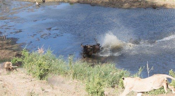 <p>4 aslan tarafından yakalanan antilop, ne kadar kaçmaya çalışsa da başarılı olamadı. </p>
<p> </p>