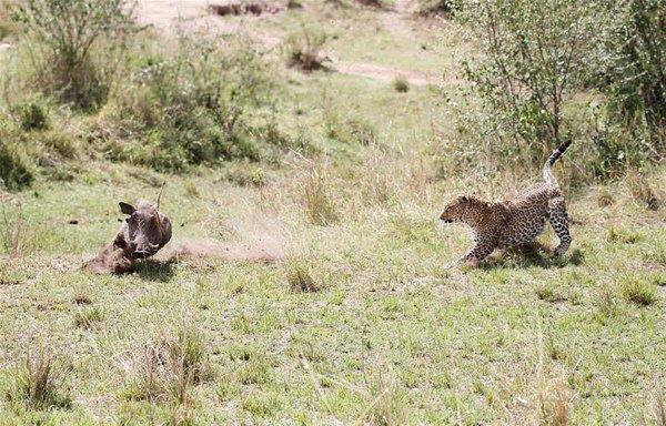 <p>130 kiloluk leoparın akşam yemeğini yakaladığı o anlar 29 yaşındaki kamop görevlisi Peter Thompson tarafından Kenya'da çekildi. </p>

<p> </p>
