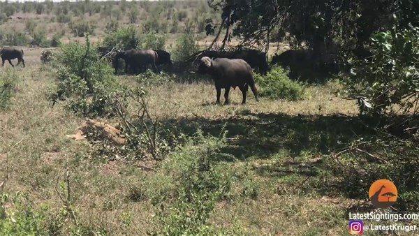 <p>Vahşi doğada ilginç anlar yaşanmaya devam ediyor. Bir aslan tarafından avlanmak istenen buffalo verdiği tepkiyle herkesi şaşırttı. İşin sonunda ise aslanın başına gelmeyen kalmadı.</p>
<p> </p>