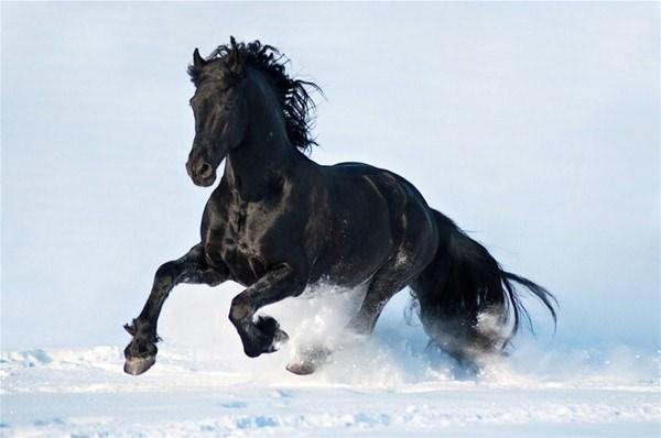 <p>Friesian Friesian atı  Avrupa'nın kuzeybatısında bulunan Hollanda krallığının 12 eyaletinden biri olan Friesland' dan çıkmıştır. Son 2 yüzyıl boyunca safkan olarak üretilmiştir.  Ayrıca güzel görünümleri ve güçlü yapıları nedeniyle de Avrupa'nın tamamında, kraliyet aileleri bu atları at arabalarında kullandılar. </p>

<p> </p>
