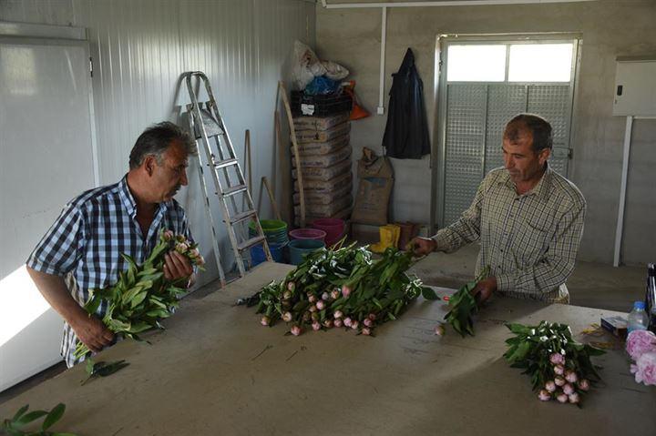 <p>Hollanda'dan getirdikleri tohumla ürettikleri şakayıkları, Ankara, İzmir ve Antalya'daki çiçekçilere satan Yozgatlı iki kardeşin yeni hedefi Ukrayna ve Rusya pazarına girmek.</p>

<p> </p>
