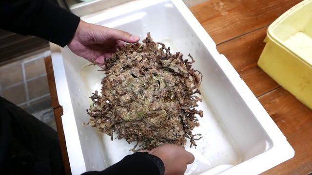 <p>İnce dilimlenmiş, çoğunlukla deniz mahsülü çiğ et ile yapılan sashimi, istiridyeden de hazırlanabiliyor.</p>

<p> </p>
