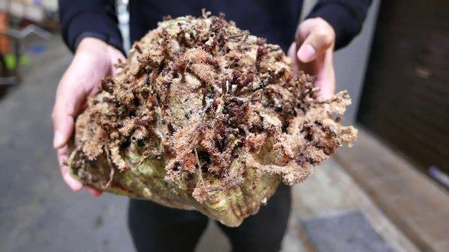 <p>İstiridye sashimi'nin fiyatı özel restoranlarda 600 dolara 4 bin 376 lira civarı) kadar çıkabiliyor!</p>
<p> </p>