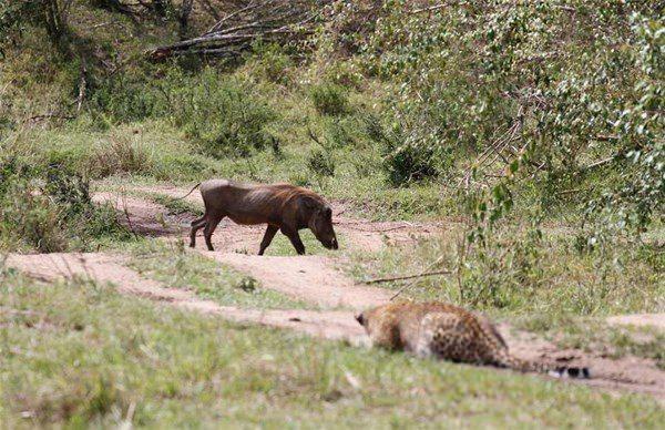 <p>Hamile leopar, yaban domuzunu yakalamak için adeta şov yaptı.</p>

<p> </p>
