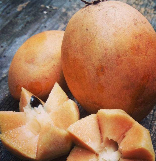 <p>Sapodilla </p>

<p> </p>
