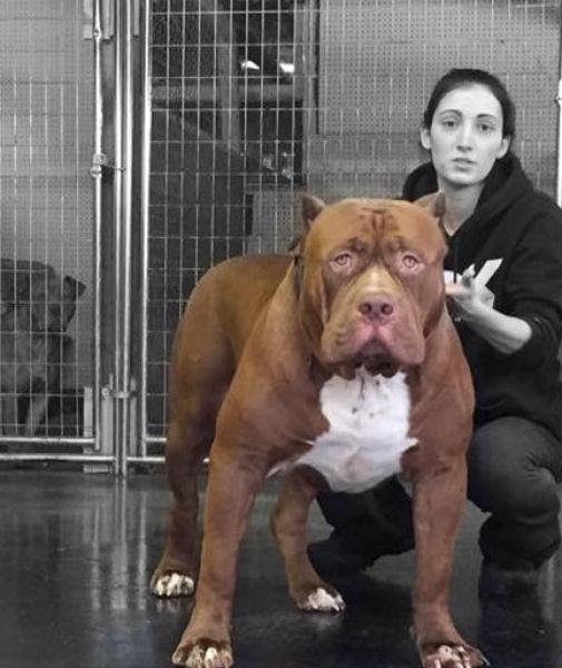 <div>Hulk'un görüntüleri YouTube'da bir haftada 1.5 milyon kişi tarafından izlendi.</div>

<div> </div>
