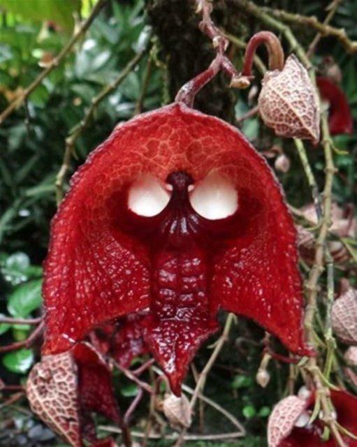 <p><strong>Aristolochia Salvadorensis</strong></p>

<p>Kanlı bir kuru kafaya benzeyen "Aristolochia Salvadorensis" bitkisi korkunç olduğu kadar da zehirli. Böcek yemesiyle bilinen suibriğigiller kimi zaman küçük kuşları, kurbağaları ya da sürüngenleri yiyebilir.</p>
