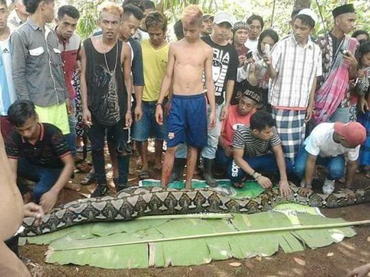 <p>Endonezya'daki Persiapan Lawela köylüleri, sekiz metrelik bir piton gördüklerinde yılanın hareket etmekte zorlandığını farkettiler. </p>
