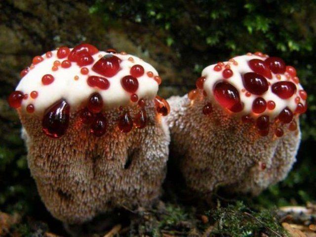 <p><strong>Kanayan Diş Mantarı (Bleeding Tooth Fungus) </strong></p>

<p>"Yenilmez" olarak sınıflandırılmış bu bitki, "Şeytanın dişi", "çilek ve krema" olarak da isimlendirilebilen bu mantar türünün görünüşü oldukça ilginç.Üstünde gördüğünüz kırmızı kan gibi sıvılar da bir tür antibakteriyel savunma mekanizması.</p>

