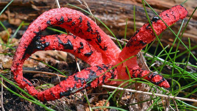 <p><strong>AKILLARA DURGUNLUK VEREN AVLANMA YÖNTEMİ</strong></p>

<p>Clathrus archeri olarak bilinen ve Avustralya'da yetişen bu mantar, uzaylı filmlerindeki canavarları andırıyor ve korkunç görüntüsüyle dikkat çekiyor.</p>
