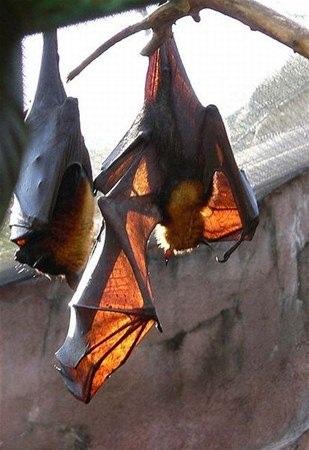 <p>Öldürülen bu yarasa Chupacabra ve Vampir mitleri ile de bağdaştırılmış. Fakat öldürülmüş olan bu yarasanın aşırı gelişmiş bir Golden-Crowned Flying Fox olduğu söyleniyor. </p>

<p> </p>
