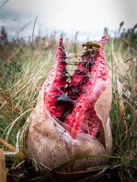 <p>Clathrus archeri mantarı için kısaca ahtapot boynuzu da deniyor.</p>

<p> </p>
