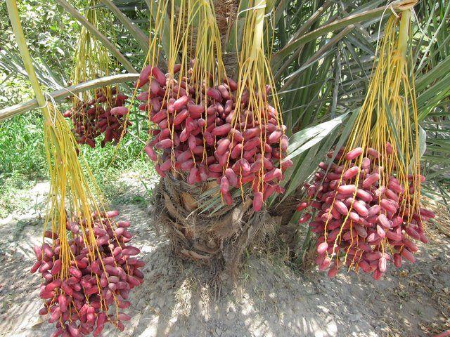 <p>Hasat zamanı hurma</p>

<p> </p>
