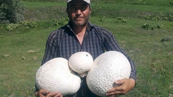 <p>Sivas’ın Yıldızeli ilçesi Kavak Köyü kırsalında Şükrü Tutucu tarafından bulunan 3 ve 4 kilo ağırlığındaki dev mantarlar görenleri şaşırttı.</p>

<p> </p>
