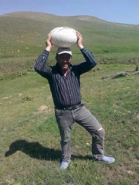 <p>Sivas’ın Yıldızeli İlçesi Kavak köyünde yaşayan Şükrü Tutucu kırsalda mantar toplanken 3 ile 4 kilo ağırlığında iki dev mantar buldu.</p>

<p> </p>
