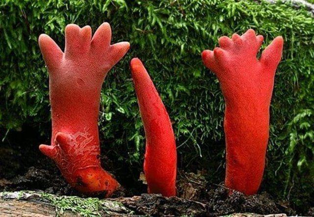 <p><strong>Podostroma Cornu-damae</strong></p>

<p>Japonya topraklarında yetişen ölümcül kırmızı mantarlar, bilimsel adıyla "Podostroma Cornu-damae."</p>

