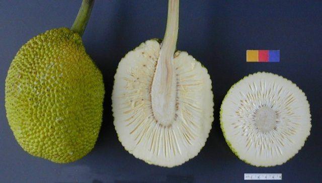 <p>Ekmek ağacı</p>

<p> </p>
