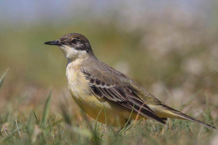 <p>Türkiye'deki yüzlerce kuş türünden 213'ünün gözlemlenebildiği Van Gölü havzasında, kuşlar bu yıl yağışların da etkisiyle daha kolay beslenme ve üreme imkanı buluyor. Türkiye'nin sulak alanlarının beşte birini oluşturan havzada barınan farklı kuş türleri, ziyaretçilerine unutulmayacak güzellikler sunuyor. Havzada Sarı kuyruksallayan ( Motacilla flava Yellow wagtail) de gözlenebiliyor.</p>
