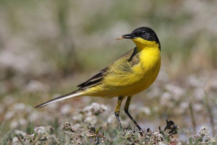 <p>Türkiye'deki yüzlerce kuş türünden 213'ünün gözlemlenebildiği Van Gölü havzasında, kuşlar bu yıl yağışların da etkisiyle daha kolay beslenme ve üreme imkanı buluyor. Türkiye'nin sulak alanlarının beşte birini oluşturan havzada barınan farklı kuş türleri, ziyaretçilerine unutulmayacak güzellikler sunuyor. Havzada Sarı kuyruksallayan ( Motacilla flava Yellow wagtail) da gözlenebiliyor.</p>

<p> </p>
