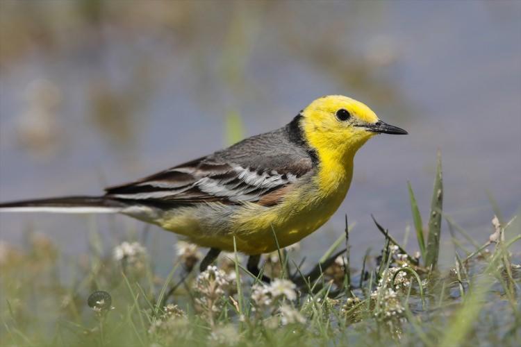<p>Türkiye'deki yüzlerce kuş türünden 213'ünün gözlemlenebildiği Van Gölü havzasında, kuşlar bu yıl yağışların da etkisiyle daha kolay beslenme ve üreme imkanı buluyor. Türkiye'nin sulak alanlarının beşte birini oluşturan havzada barınan farklı kuş türleri, ziyaretçilerine unutulmayacak güzellikler sunuyor. Havzada Sarı kuyruksallayan ( Motacilla flava Yellow wagtail) da gözlenebiliyor.</p>

<p> </p>

