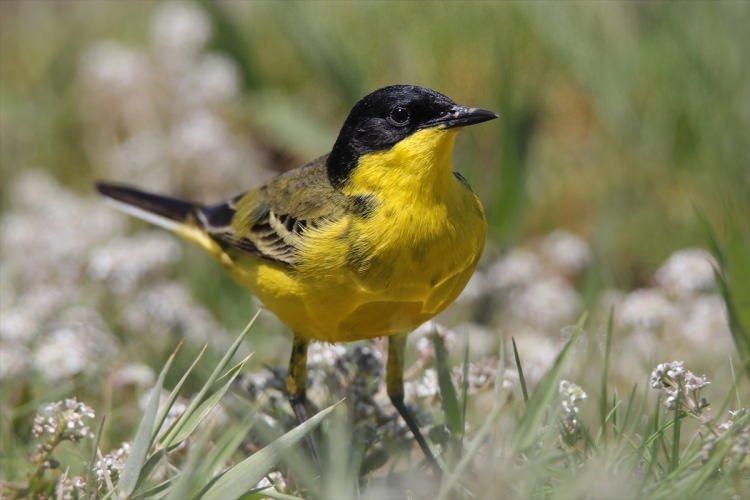 <p>Türkiye'deki yüzlerce kuş türünden 213'ünün gözlemlenebildiği Van Gölü havzasında, kuşlar bu yıl yağışların da etkisiyle daha kolay beslenme ve üreme imkanı buluyor. Türkiye'nin sulak alanlarının beşte birini oluşturan havzada barınan farklı kuş türleri, ziyaretçilerine unutulmayacak güzellikler sunuyor. Havzada Sarı kuyruksallayan ( Motacilla flava Yellow wagtail) de gözlenebiliyor.</p>

<p> </p>
