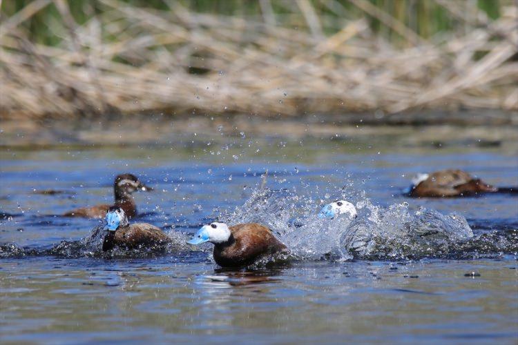 <p>Türkiye'deki yüzlerce kuş türünden 213'ünün gözlemlenebildiği Van Gölü havzasında, kuşlar bu yıl yağışların da etkisiyle daha kolay beslenme ve üreme imkanı buluyor. Türkiye'nin sulak alanlarının beşte birini oluşturan havzada barınan farklı kuş türleri, ziyaretçilerine unutulmayacak güzellikler sunuyor. Havzada Kılıçgaga ( Pied Avocet Recurvirostra avosetta) da gözlenebiliyor.</p>

<p> </p>
