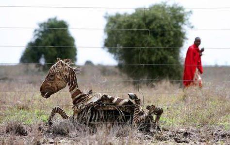 <p>Kenya'da yarısı yenmiş bir zebra </p>
<p> </p>