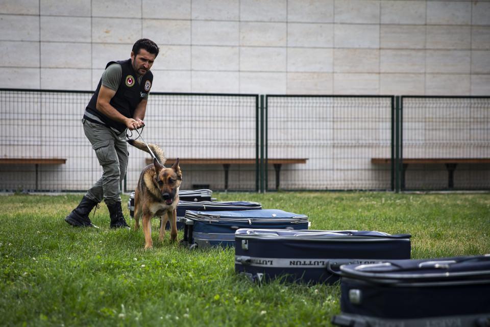 <p>"Eğitimde günlük rutin, sabah temizliğiyle başlar. İdarecisi, sorumlu olduğu dedektör köpekle gezintiye çıkar. İlk olarak branşına uygun eğitimler verilir. Madde tanıtım eğitimlerinin 3. haftasında farklı mekanlarda kokuları pekiştirici eğitimler verilir ve her türlü ortama duyarlı olmaları öğretilir. Daha çok Alman çoban köpeği, Belçika Malinoisi, Labrador, Teriyer ırkı köpeklerle çalışıyoruz. Köpekleri 1 yaşından önce temel eğitim kurslarına almıyoruz, oyun oynama güdülerini artırıcı sosyalizasyon eğitimleri veriyoruz. 1-2,5 yaşlarındaki köpeklerden başarılı olanlarla devam ediyoruz." </p>
<p> </p>