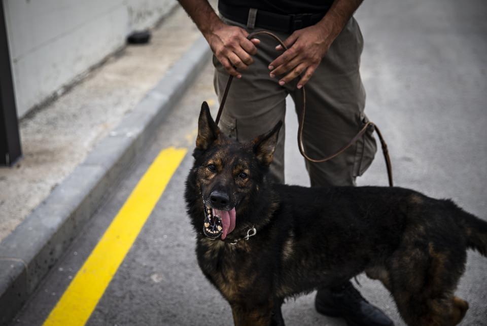 <p>Gümrük ve Ticaret Bakanlığı çatısı altında faaliyet gösteren Köpek Eğitim Merkezi'nin Dünya Gümrük Örgütü nezdinde "Bölgesel Köpek Eğitim Merkezi" olarak akredite edildiğine ve 2017'de hizmete başladığına dikkati çeken Dilsiz, gümrüklerdeki kaçak ürünlerin büyük kısmının dedektör köpekler sayesinde ele geçirildiğini bildirdi.</p>
<p> </p>