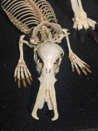 <p>Ornitorenk iskeleti. </p>

<p> </p>
