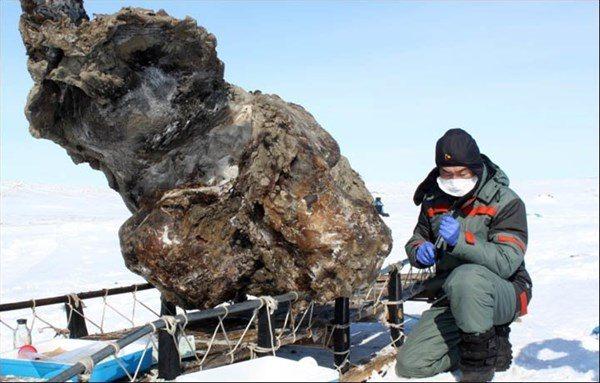 <p>Rusya'da bulunan Mamut.</p>
