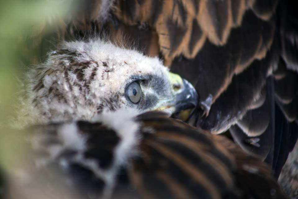 <p><strong> ''Ülkemizdeki sayıları yaklaşık 200 bindir"</strong></p>

<p>Bilimsel adı "Buteo rufinus" olan kızıl şahinlerin, Anadolu'nun yanı sıra Kuzeybatı Afrika, Orta Asya ve İran’da yoğun olarak görüldüğünü anlatan Boyla, şu bilgileri verdi:</p>

<p>''Ülkemizdeki sayıları yaklaşık 200 bindir. Bu boyda avcı bir kuş için 200 bin sayısı çok iyi bir seviye. Kızıl şahinler ülkemizde çok yaygınlar, neredeyse her bölgede varlıklarını sürdürebiliyorlar. </p>
