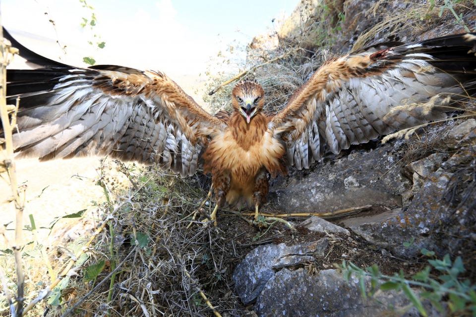 <p>Çoraman, kızıl şahinleri avlama, satma, satın alma ve evde beslemenin yasak olduğuna  işaret ederek, ''Bunun gibi durumları tespit edenlerin yetkililere haber vermeleri konusunda herkesten hassasiyet bekliyoruz.'' ifadelerini kullandı.</p>
