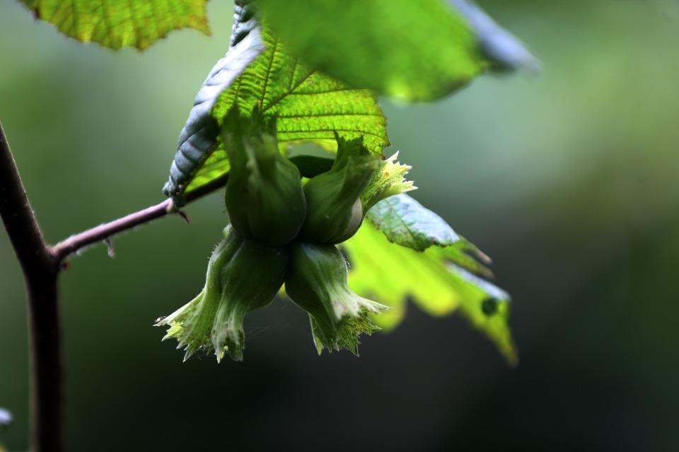 <p>Başaran, gençlerin ilgisinin fındık üretimine yönlendirilmesini tavsiye ederek, "Şu an gençlerimizin hiçbirinde 'Babamdan, atamdan kalan fındık bahçesi ile geçinirim.' düşüncesi yok. Bu algıyı ortadan kaldırıp fındıktan da para kazanılacağını, çiftçiliğin kötü bir şey olmadığını ve üretmenin kötü bir şey olmadığını aşılamalıyız. Bu durumdan kurtulmalıyız. Tarım bizim her şeyimizdir. Varlıklarımızı iyi kullanmak adına bir şeyler yapmalıyız." ifadelerini kullandı. </p>

<p> </p>
