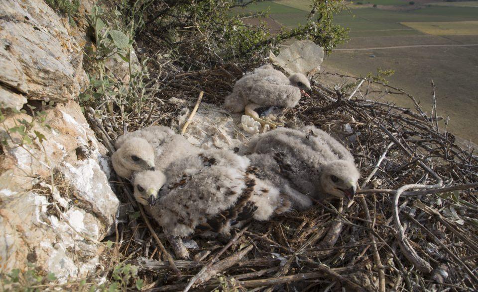 <p>"WWF-Türkiye Kuş Atlası Projesi" sorumlusu ve biyolog Kerem Ali Boyla, AA muhabirine yaptığı açıklamada, gündüz yırtıcılarından kızıl şahinlerin tek eşli hayat sürdüğünü söyledi.</p>
