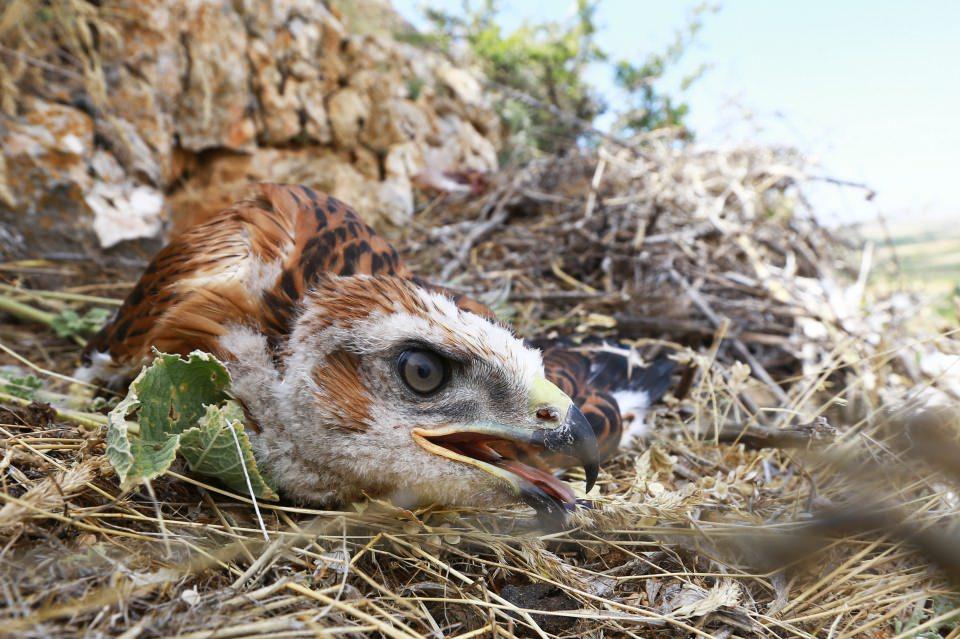 <p>Dişi kızıl şahinlerin mart sonu ve nisan ortası dönemde yuvaya genellikle 2-4 adet yumurta bıraktıklarını belirten Boyla, "30-35 gün süren kuluçka döneminin ardından yumurtadan çıkan yavrular 40-45 gün yuvada kalırlar. Bu dönemde yavruların beslenmeleri için eşler birlikte çalışır. Yavrular uçtuktan sonra da bir süre daha yuva yakınlarında dolaşan ebeveynleri tarafından beslenir." dedi.</p>
