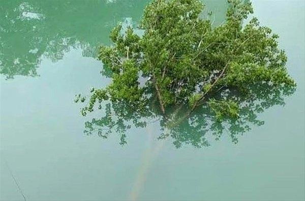 <p>Çin'in güneydoğusunda yer alan Guizhou eyaletinden pes etmemek için direnen bir ağaç.</p>
<p> </p>