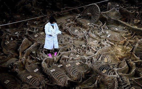 <p>Çin'in merkezinde 2400 yıllık bir çukurdan 90 at iskeleti ve dört savaş arabası çıkarıldı. </p>

<p> </p>
