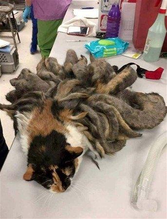<p>Sahibi huzurevine yerleşince ortadan kalan kedi bakımsızlıktan bu halde bulundu...</p>

<p> </p>
